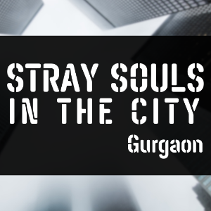Stray Souls in the City profile image