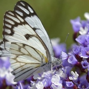 Austin Sacria profile image