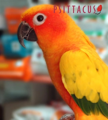 Psittacus Mini Formula Parrot Food 3 kg
