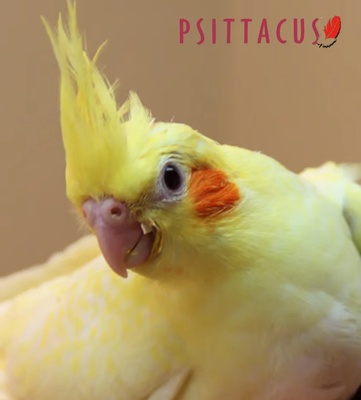 Psittacus Mini Formula Parrot Food 450 gm