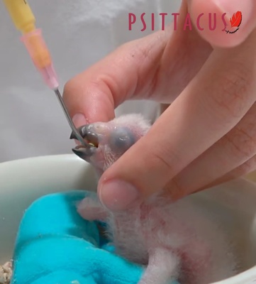 Psittacus Granivorous Psittacine Crop Milk 500 gm