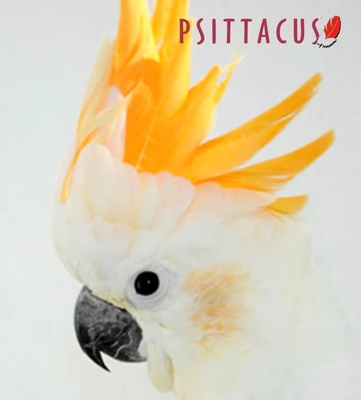 Psittacus Parrot Breeder 15 kg