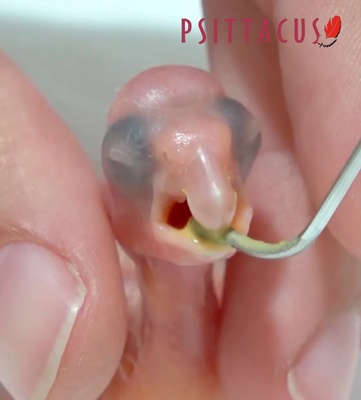 Psittacus Granivorous Psittacine Crop Milk 500 gm