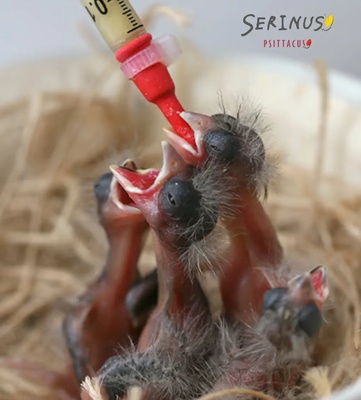 Serinus Canaries Hand Feeding 350 gm