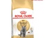 Royal Canin British Shorthair Cat Dry Food 2 kg