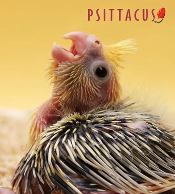 Psittacus Mini Hand Feeding 1 kg