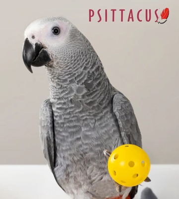 Psittacus Parrot Breeder 15 kg