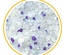 Lindocat Lavender Crystal Silica Cat Litter 5 L