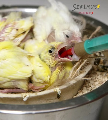 Serinus Canaries Hand Feeding 350 gm