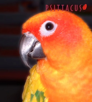 Psittacus Parrot Breeder 15 kg