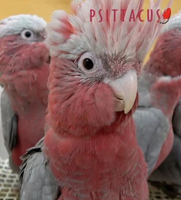 Psittacus Mini Formula Parrot Food 12 kg