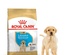 Royal Canin Labrador Retriever Puppy, Dog Dry Food, 12 kg