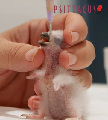 Psittacus Granivorous Psittacine Crop Milk 500 gm