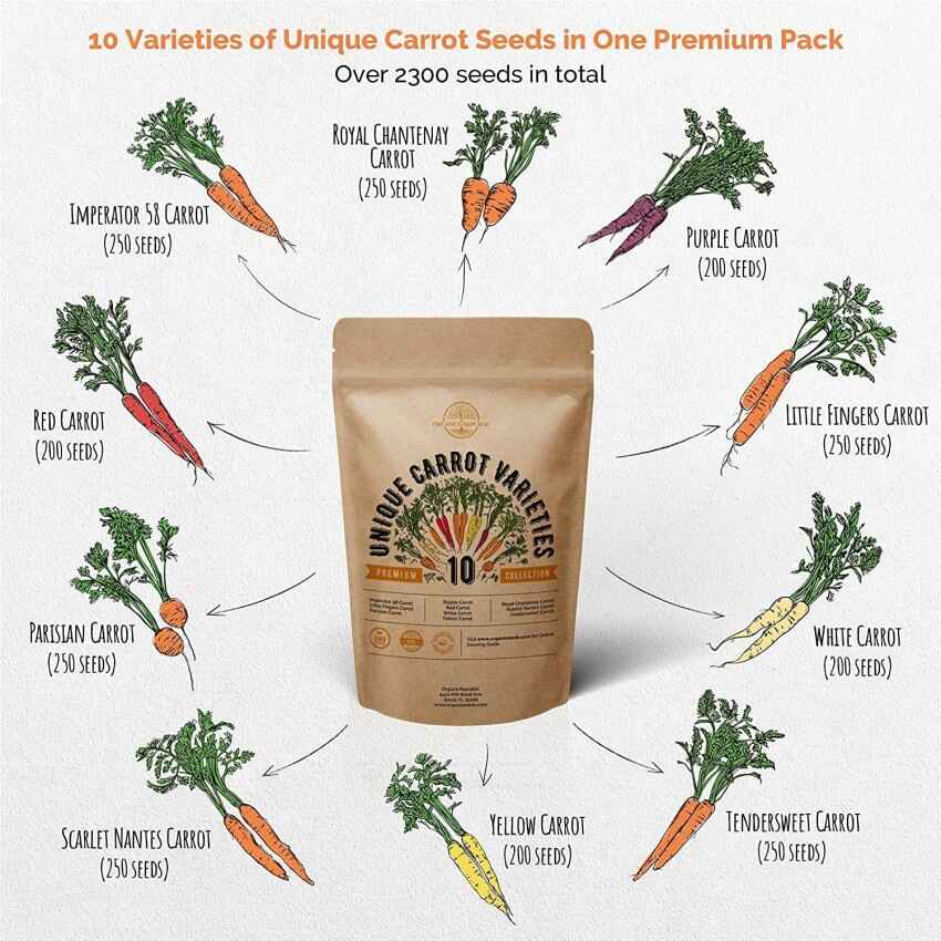 Patanjali Carrot Seeds Pack of 1 100 gm