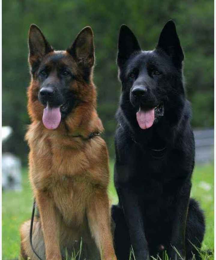 Black Jarman Safed Dog Jarman Safed Dog Double Coat Price In India