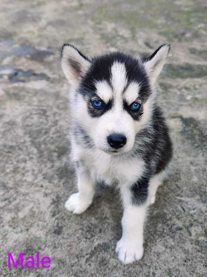 Baby Husky Dogs Kolkata American Husky Price Blue Moon Kennel In
