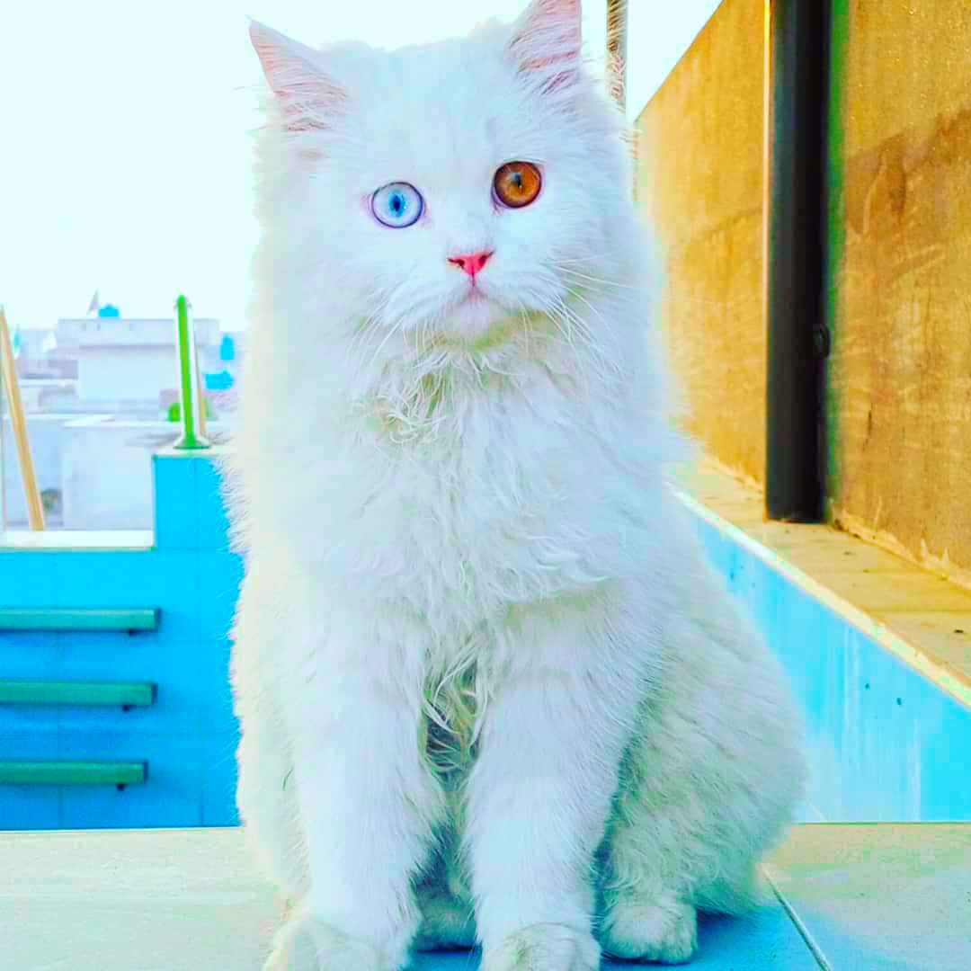 Blue Eyes White Cat Buy Online Buy Odd Eyed Cat Price Online