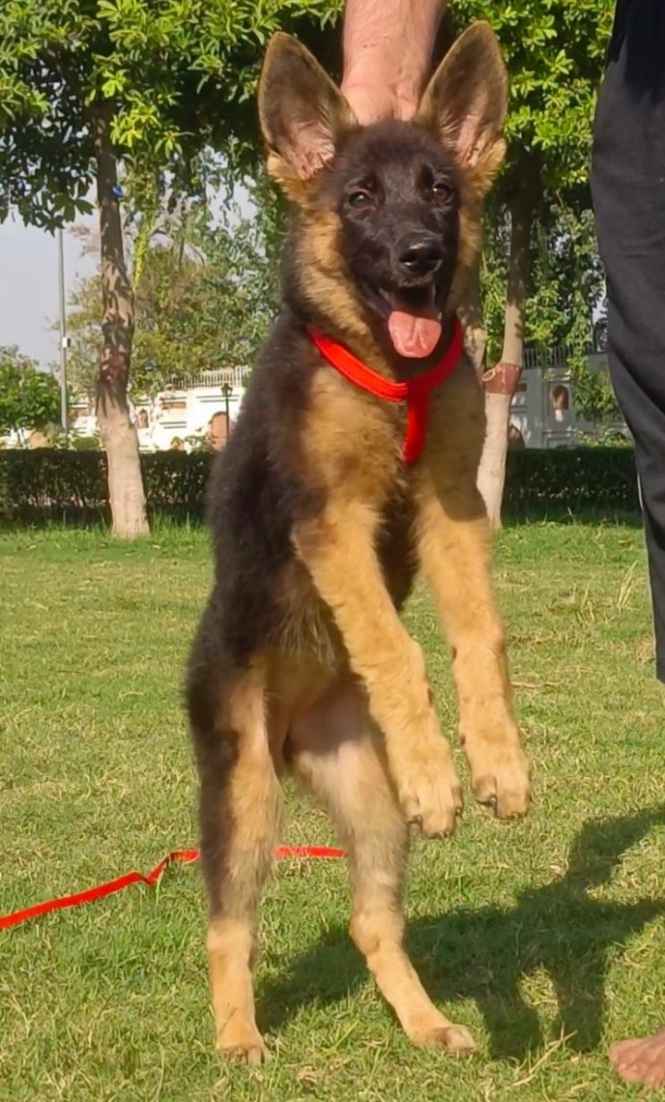 Shop german double coat Shop Black Friday