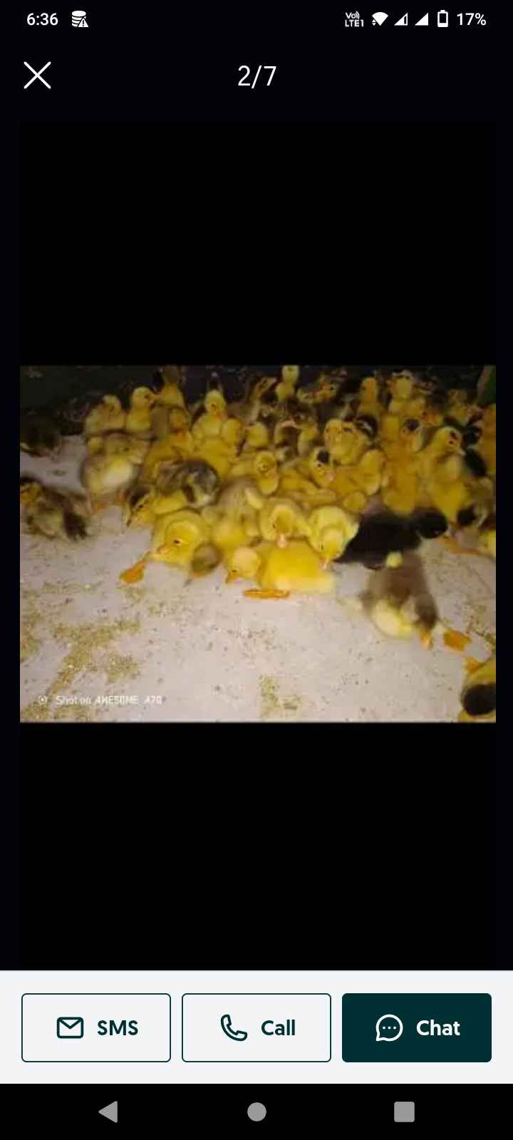 desi pooping Desi duck chicks 03086918773 available in Gujranwala 149 per piece