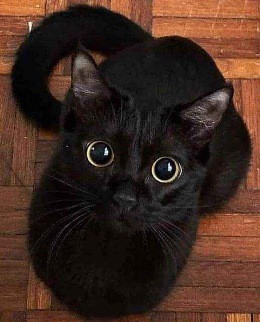 Black Cat Kitten For Sale