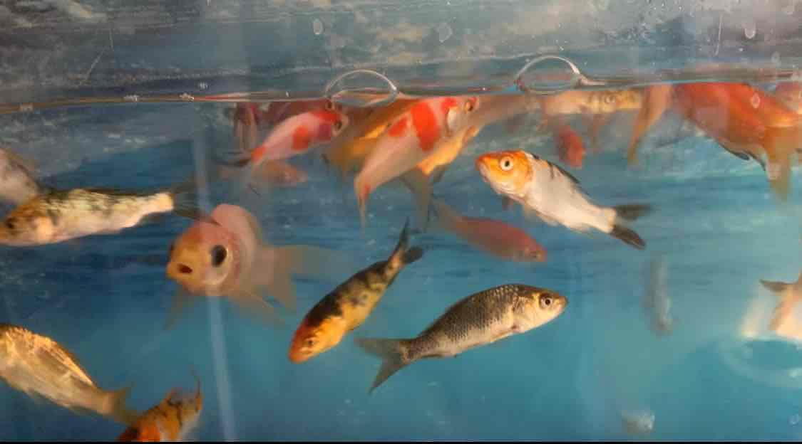 petsmart koi