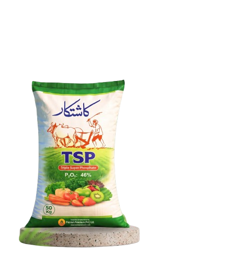 الائیڈ ٹی ایس پی