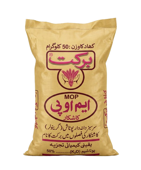 برکت پنک جی  ایم او پی