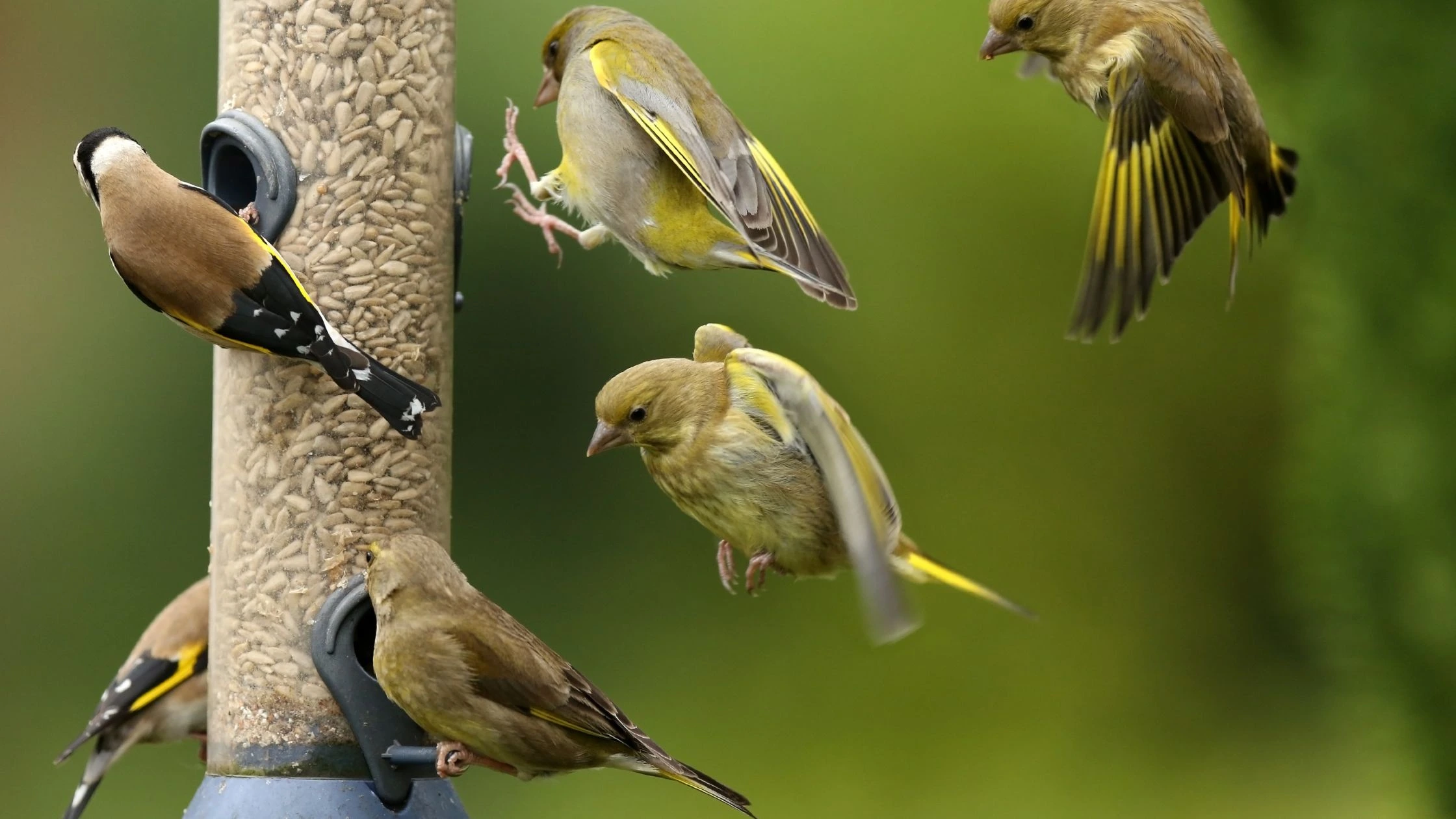Bird feeders from cardboard rolls