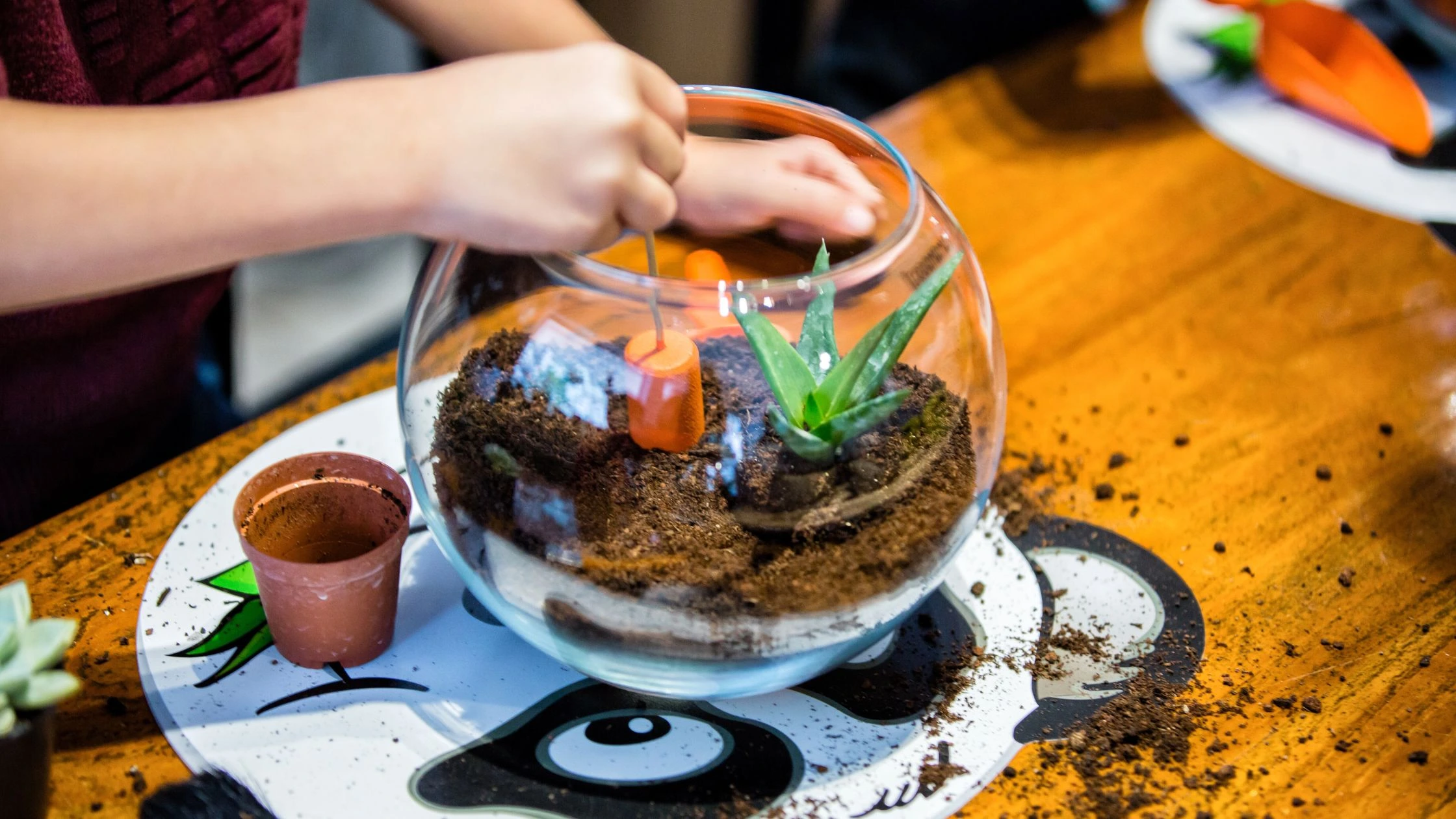 Create a mini ecosystem