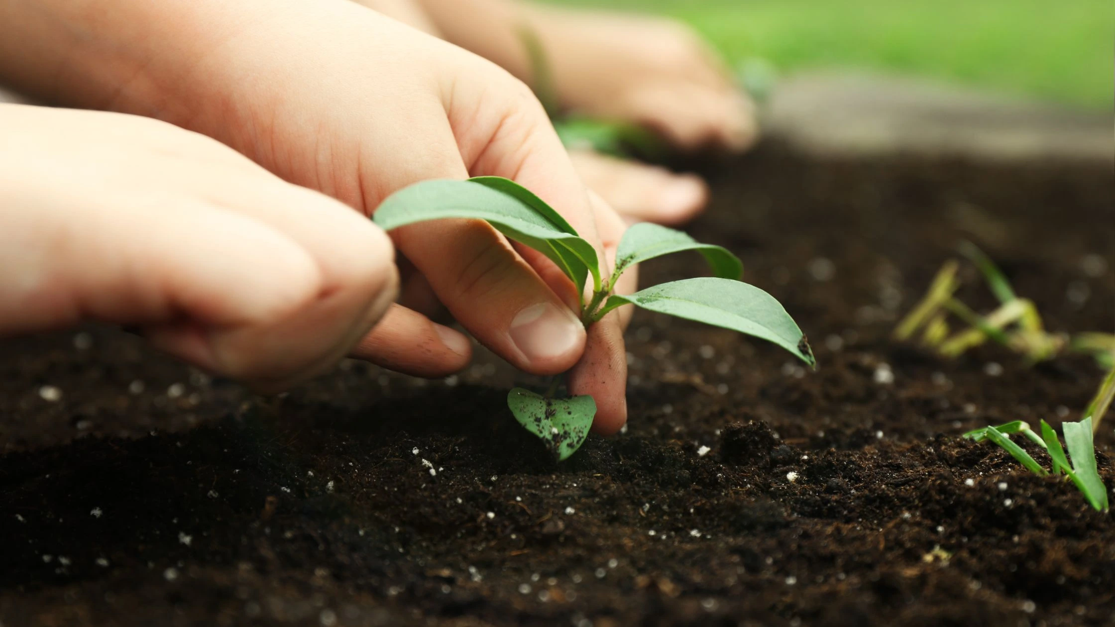 Sow a Seed, Grow a Lesson