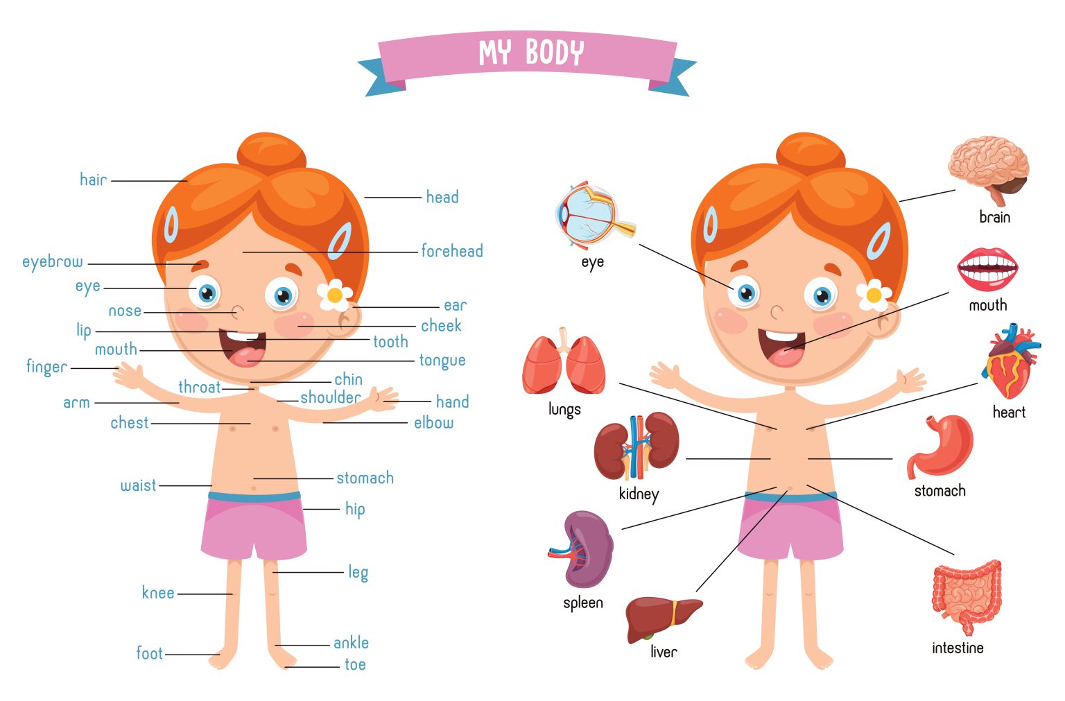 internal-body-parts