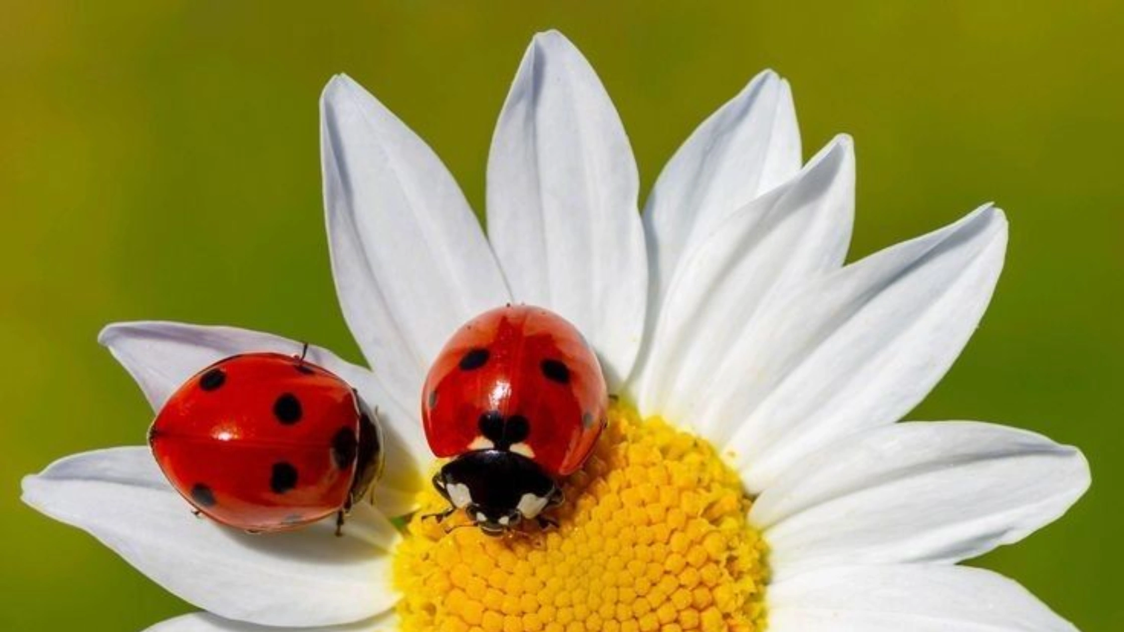 lady bug