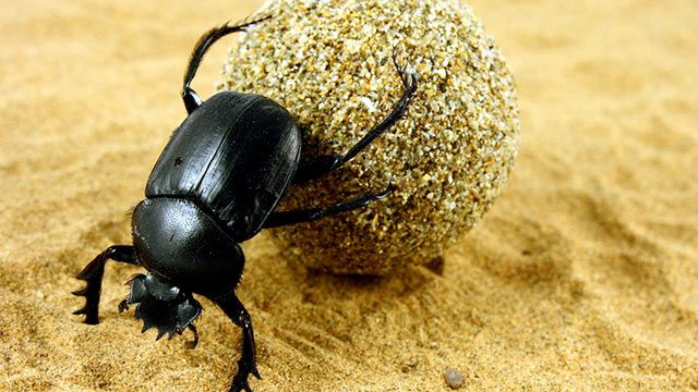 dung beetle