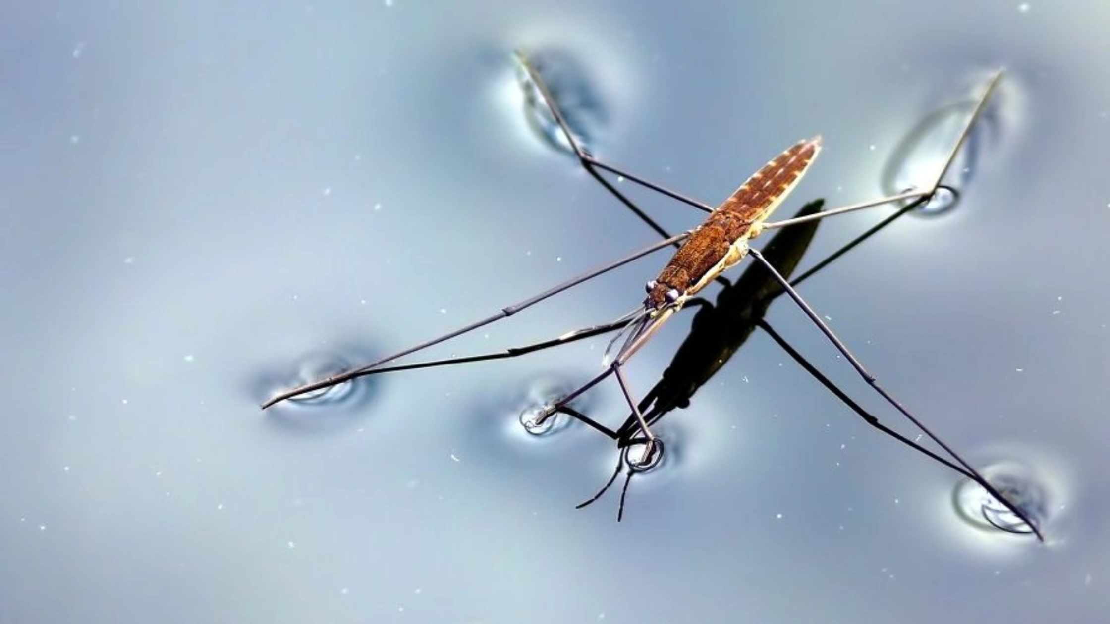 water strider
