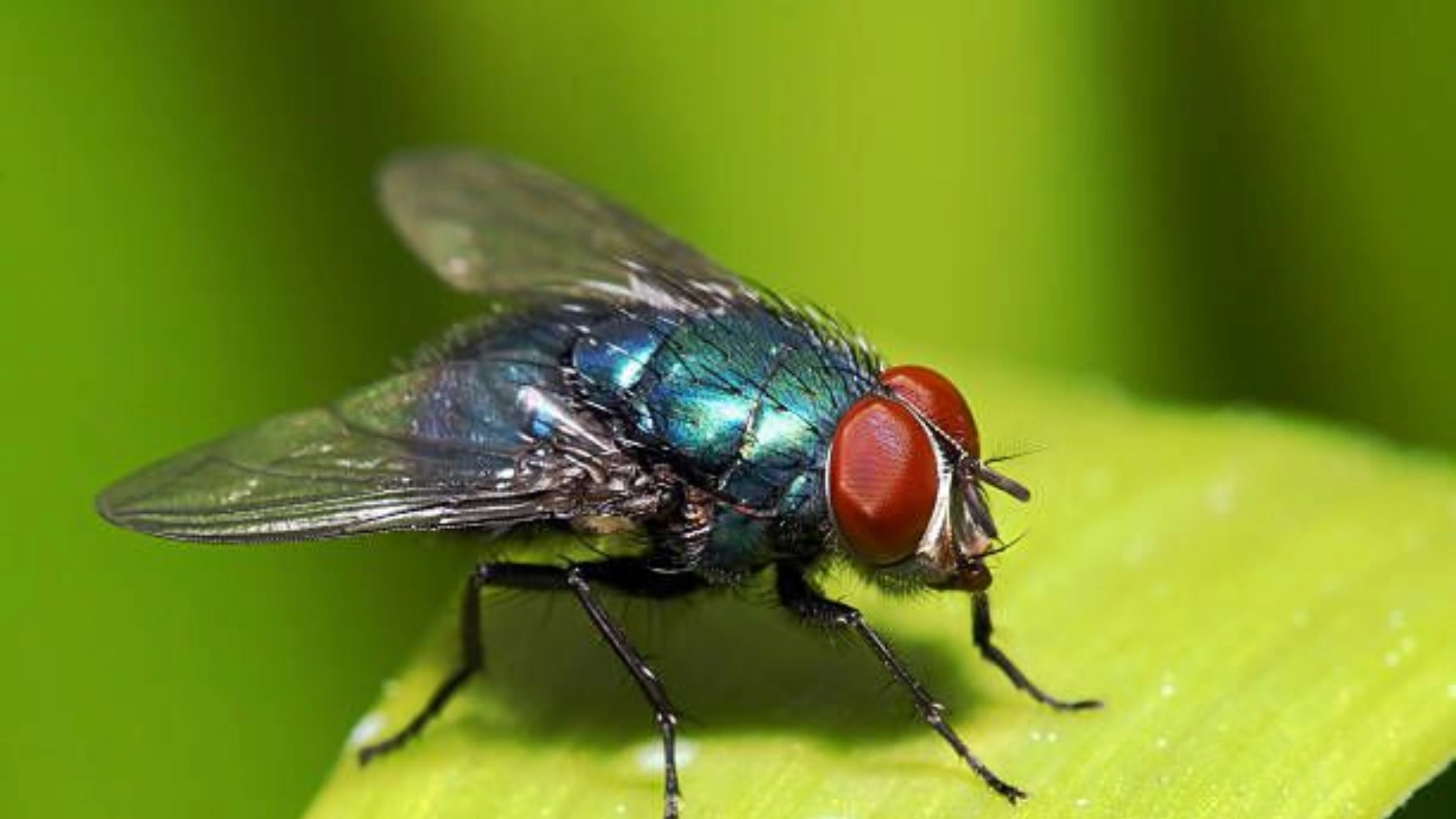 housefly