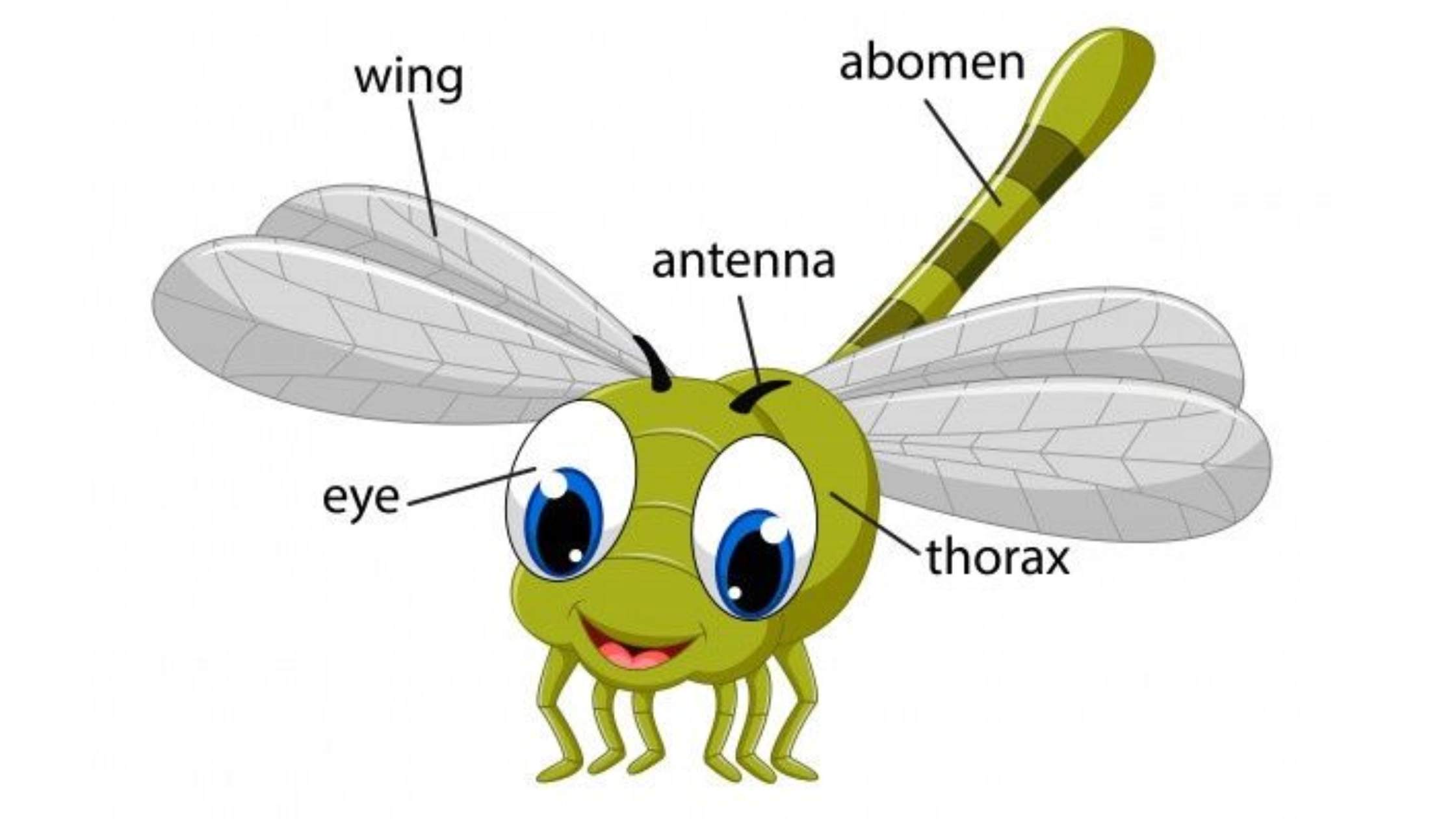 parts of an insect