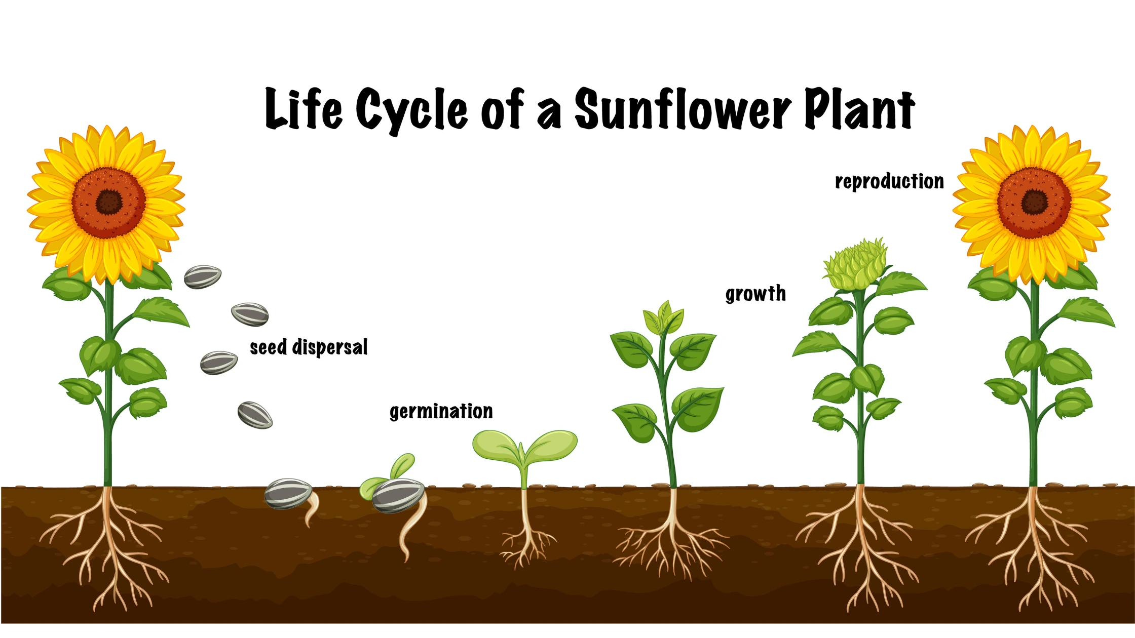 Life cycle of a plant