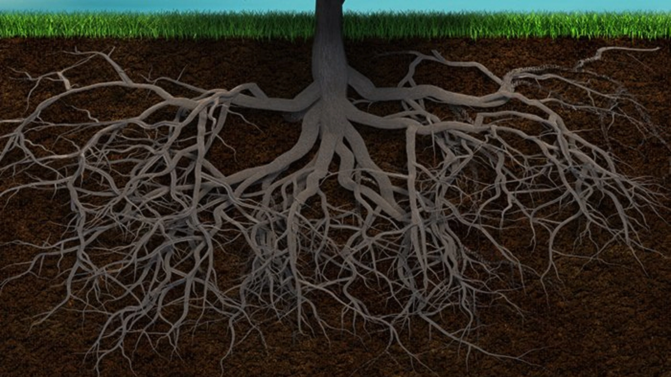Roots of a tree