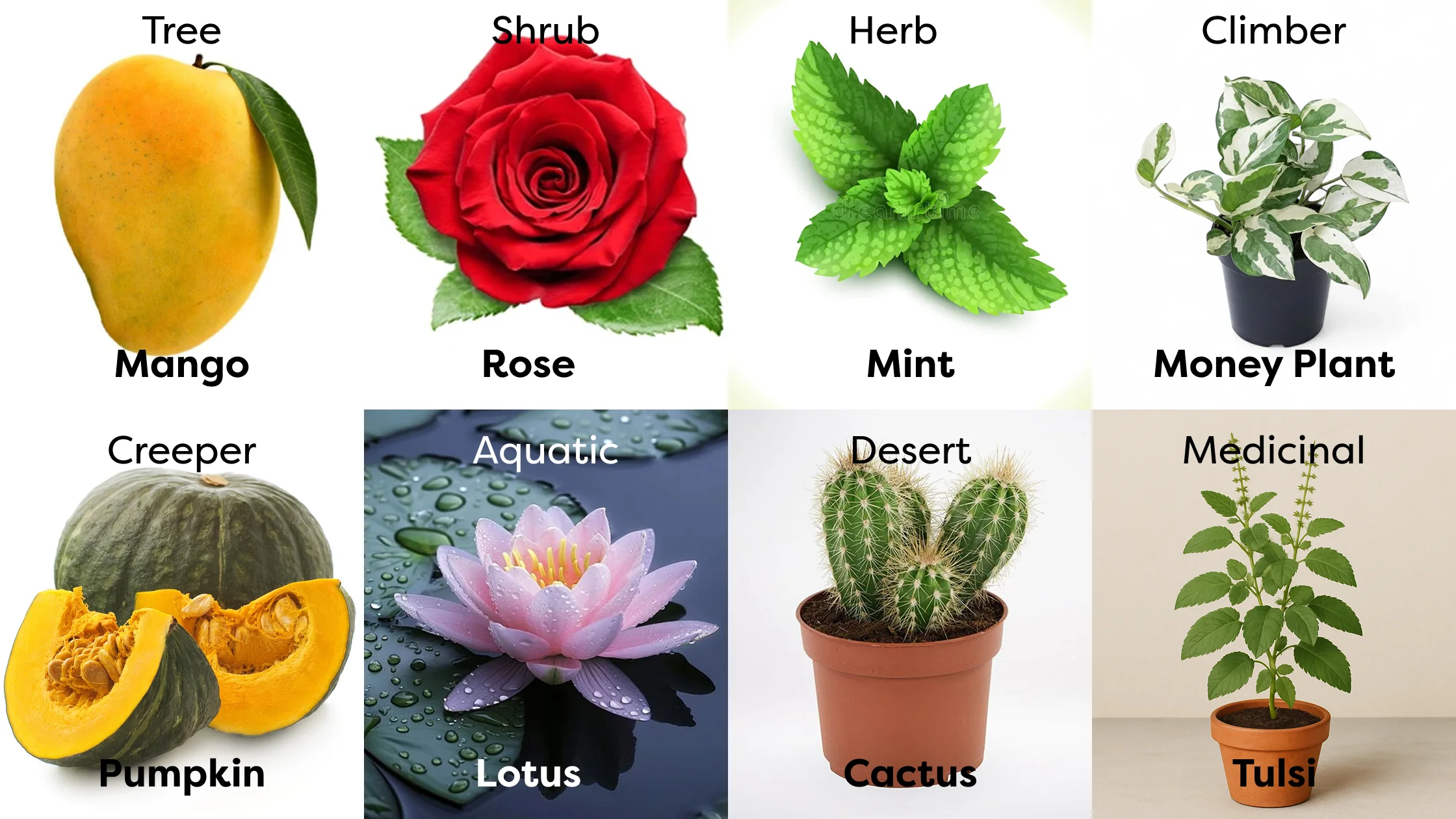 Types of plant chart