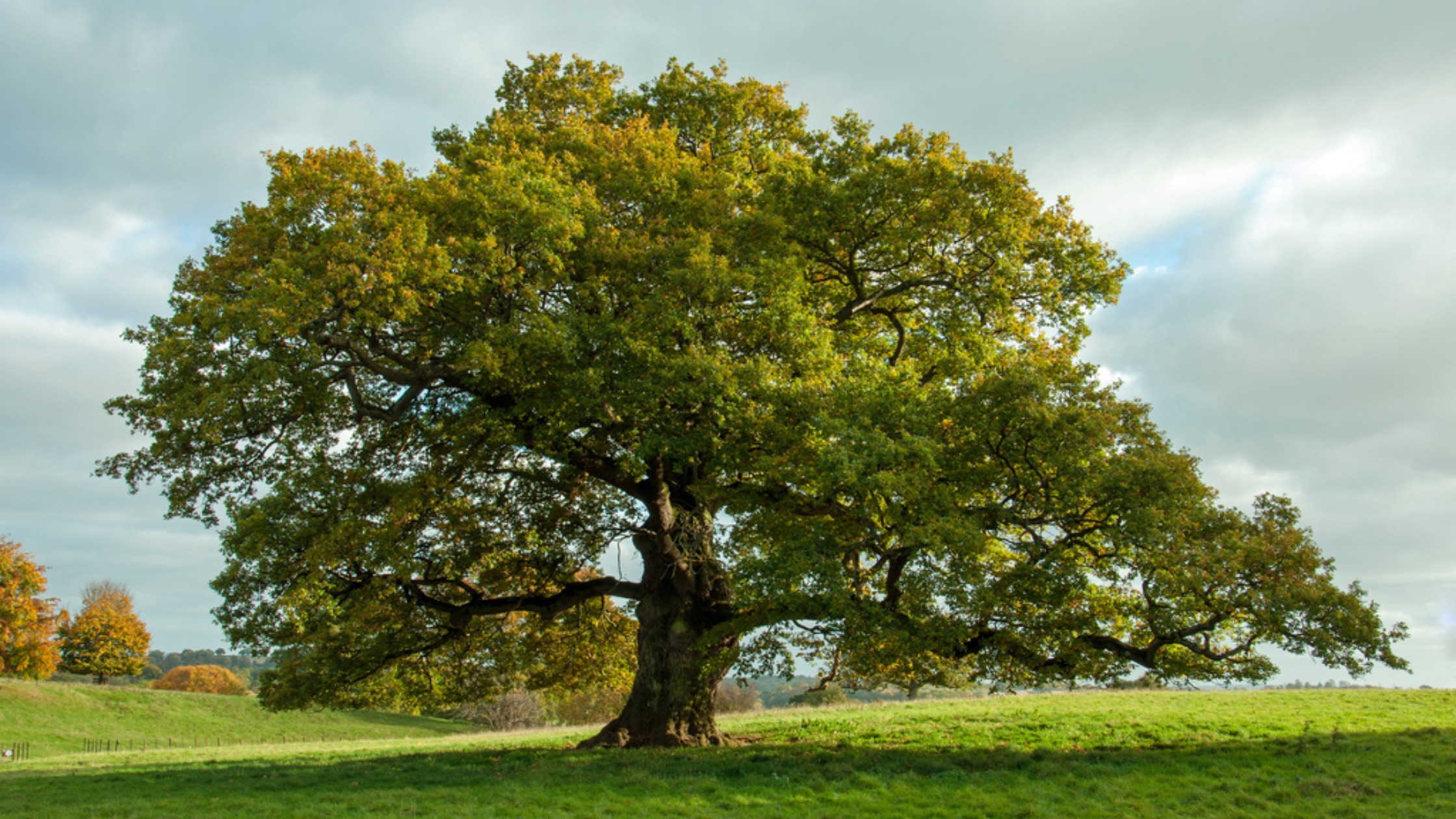types of plants for kids