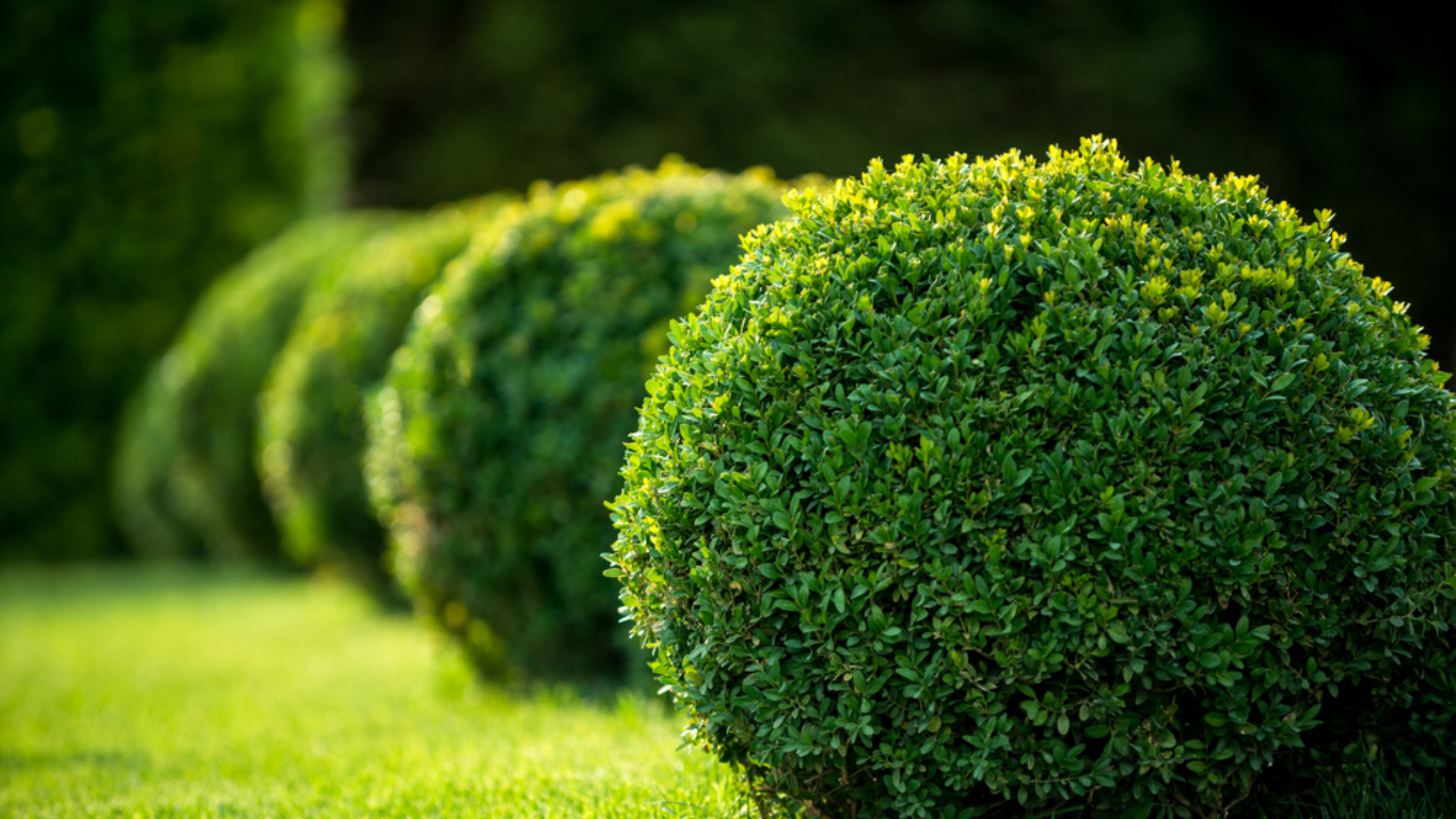 types of plants for kids