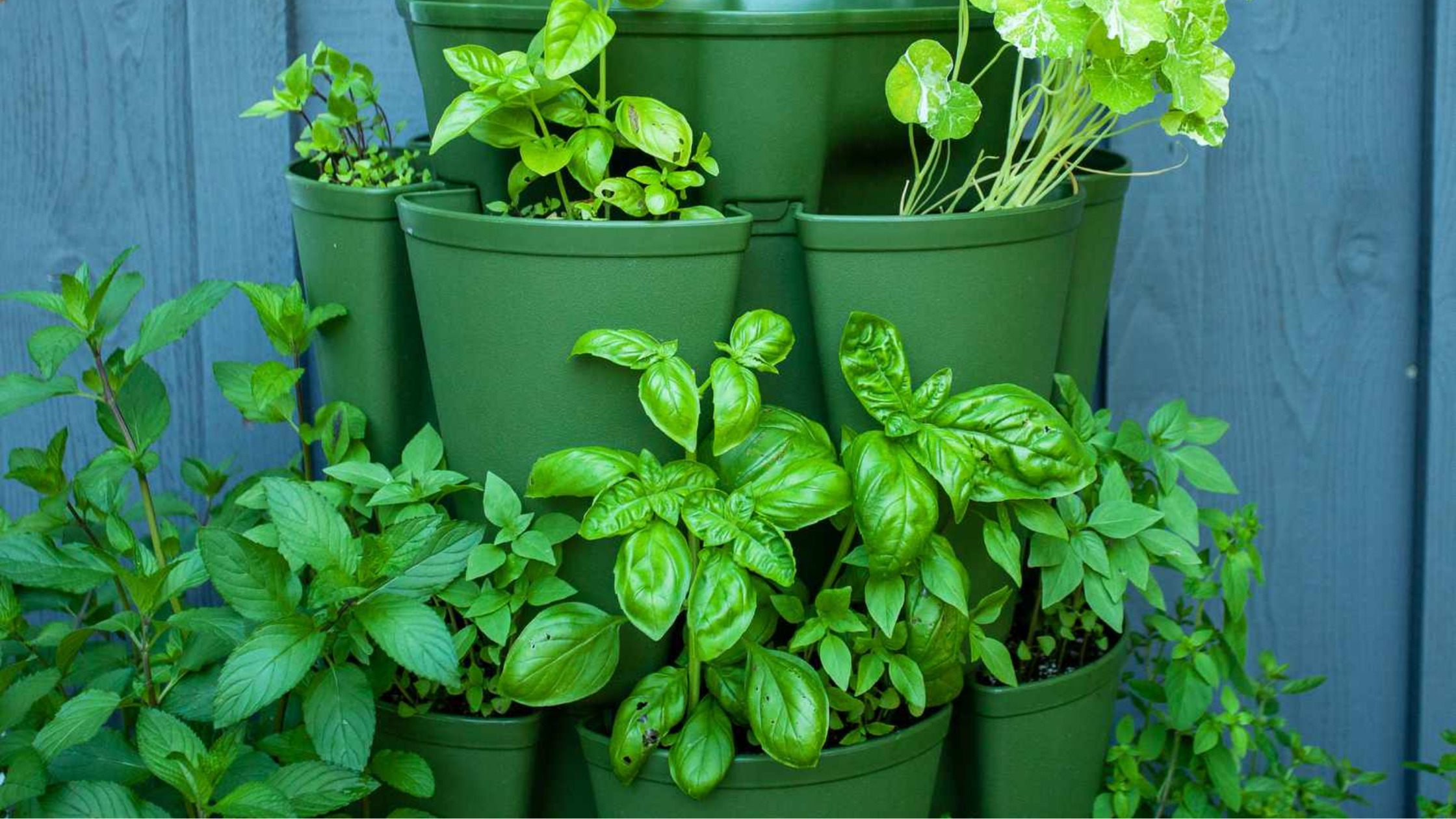 types of plants for kids