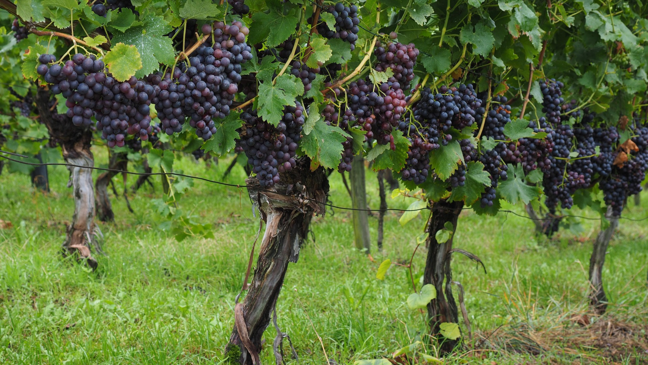 types of plants for kids