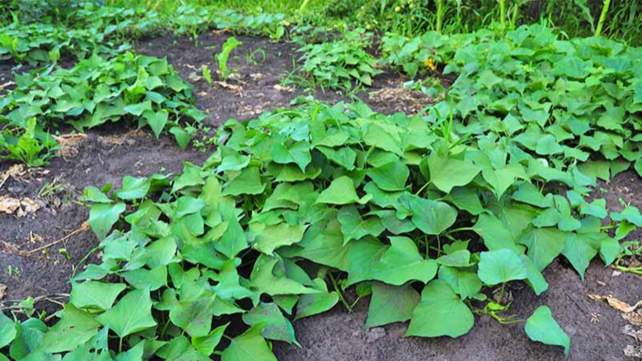 types of plants for kids