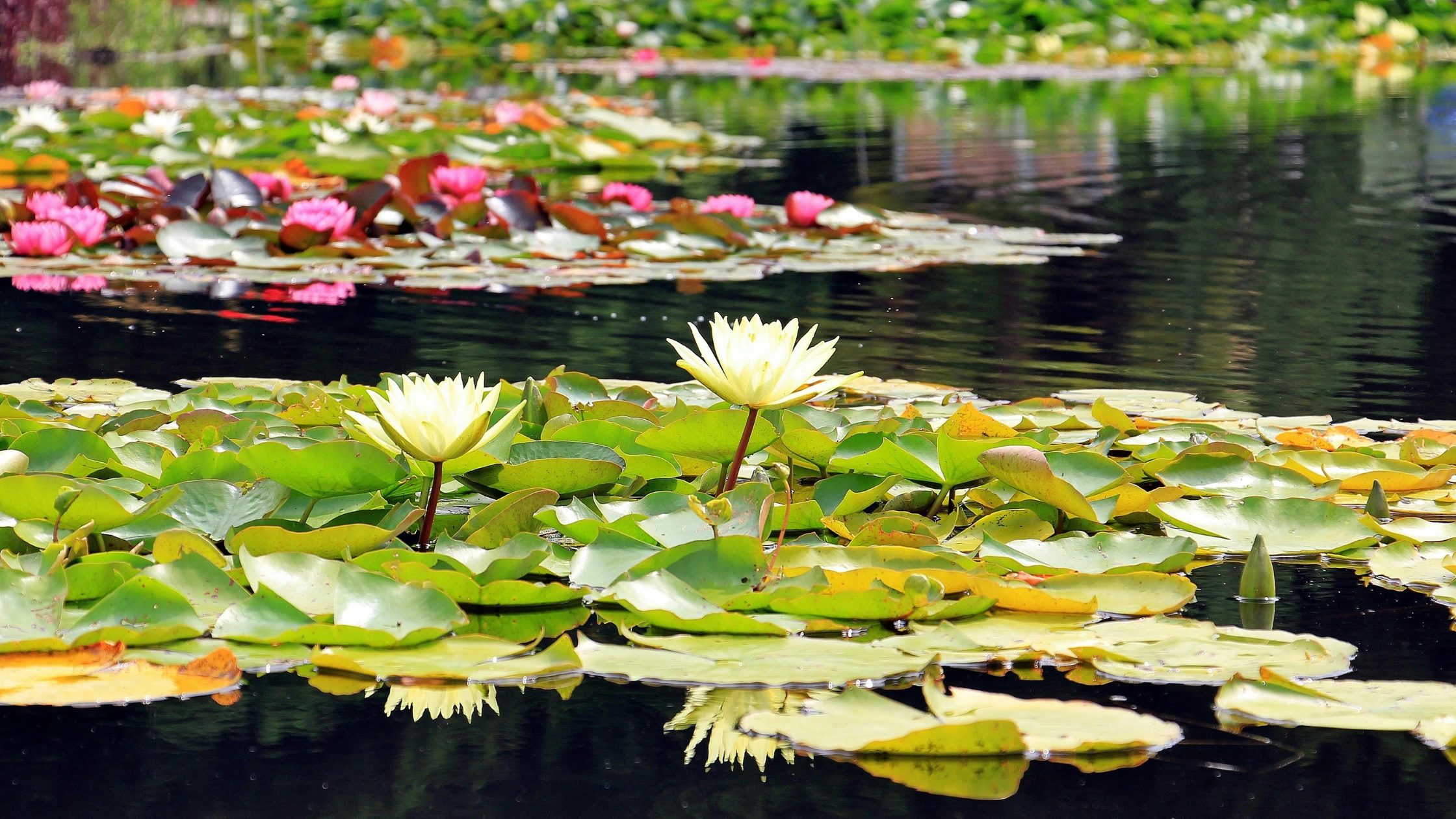 types of plants for kids