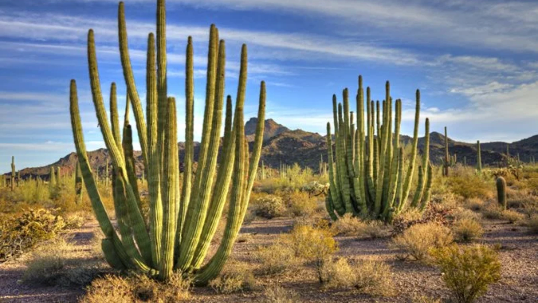 types of plants for kids