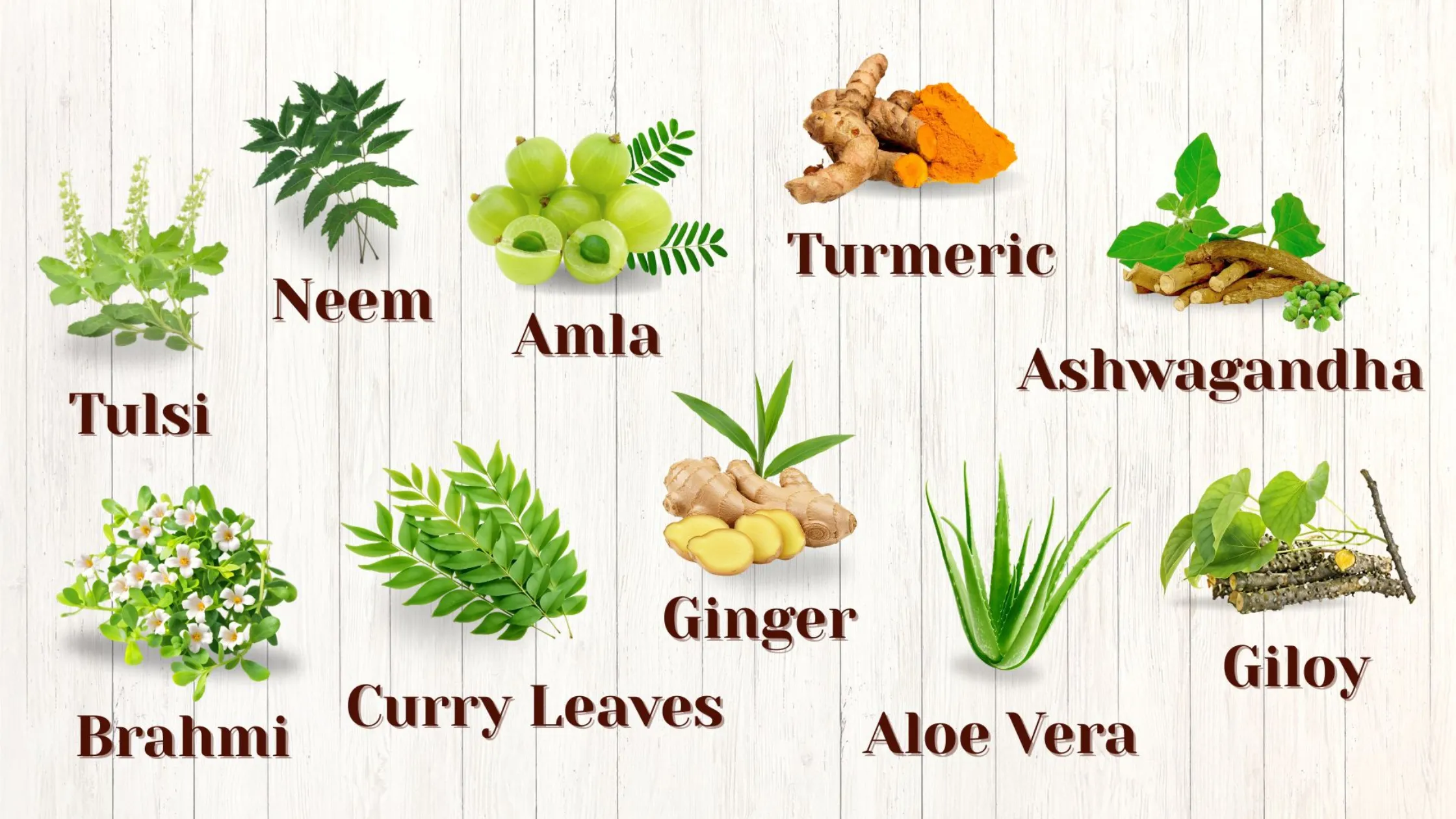 types of plants for kids