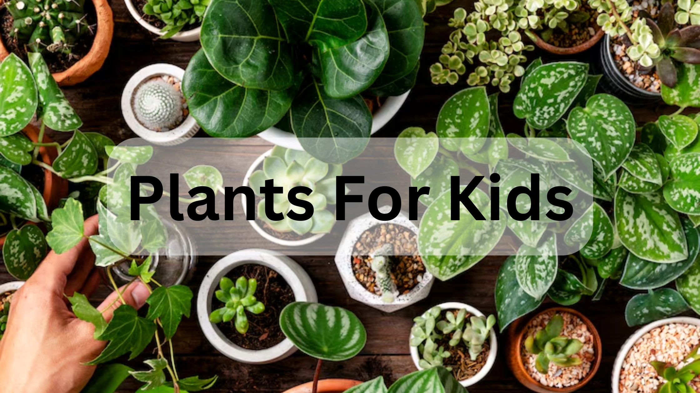 Plants for kids