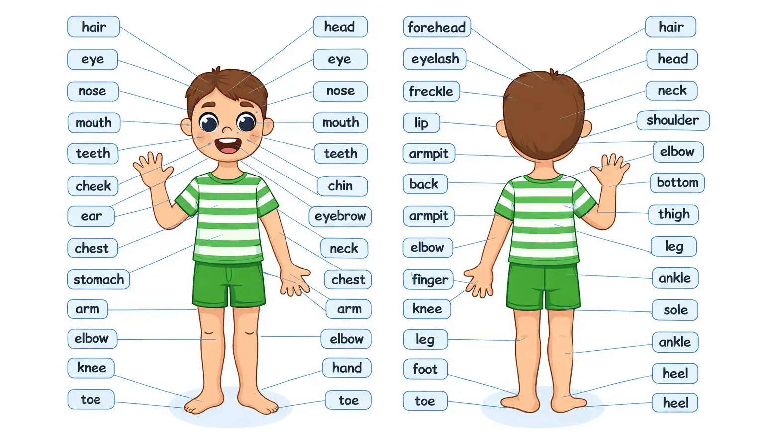 Body parts for kids