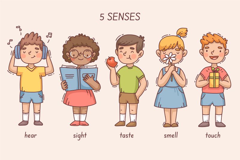 what-are-five-senses